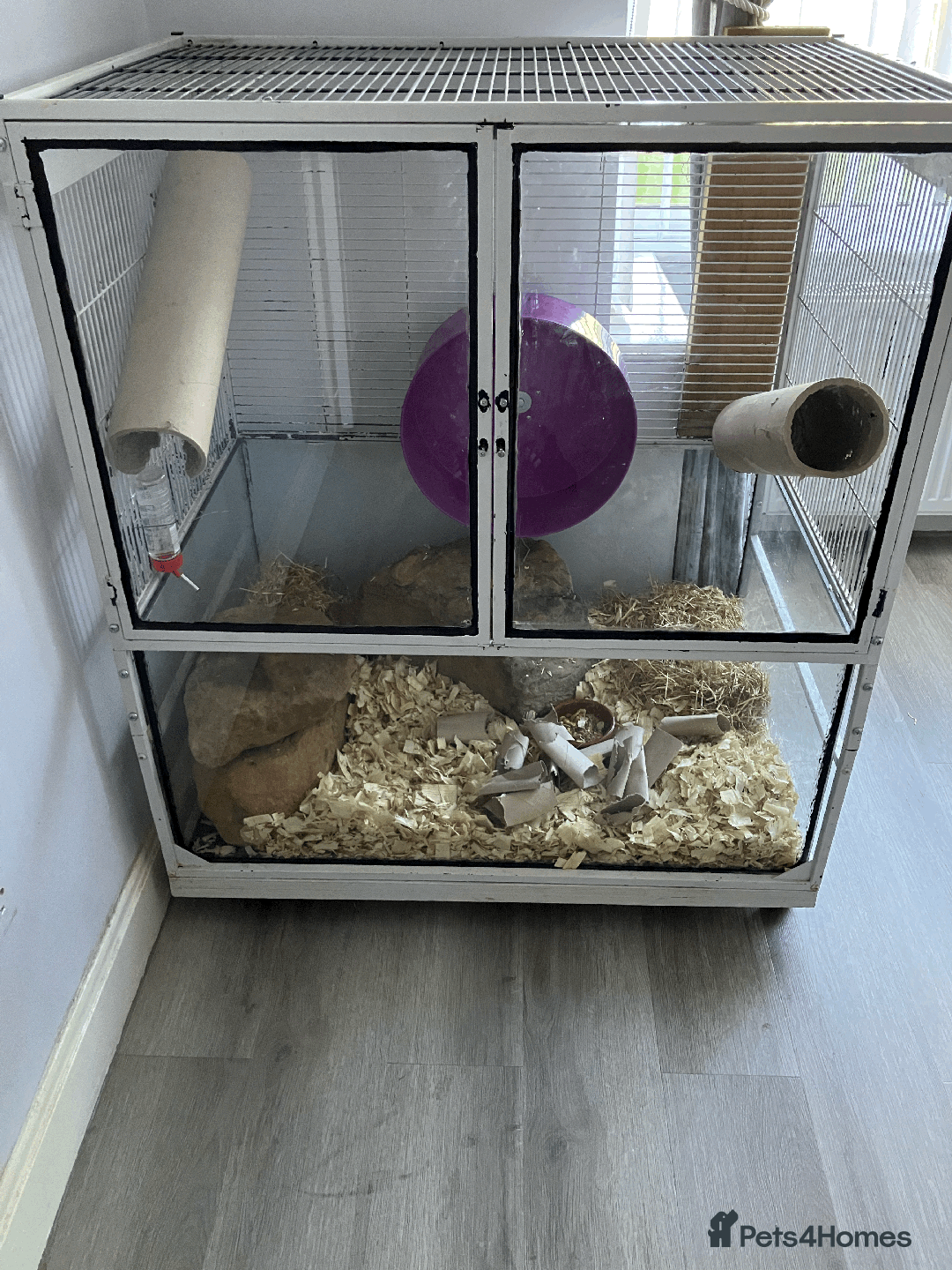 Gerbil rodents for sale: Rare persian jird (female gerbils) price drop - Image 1