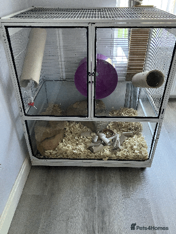 Gerbil rodents - Advert 2