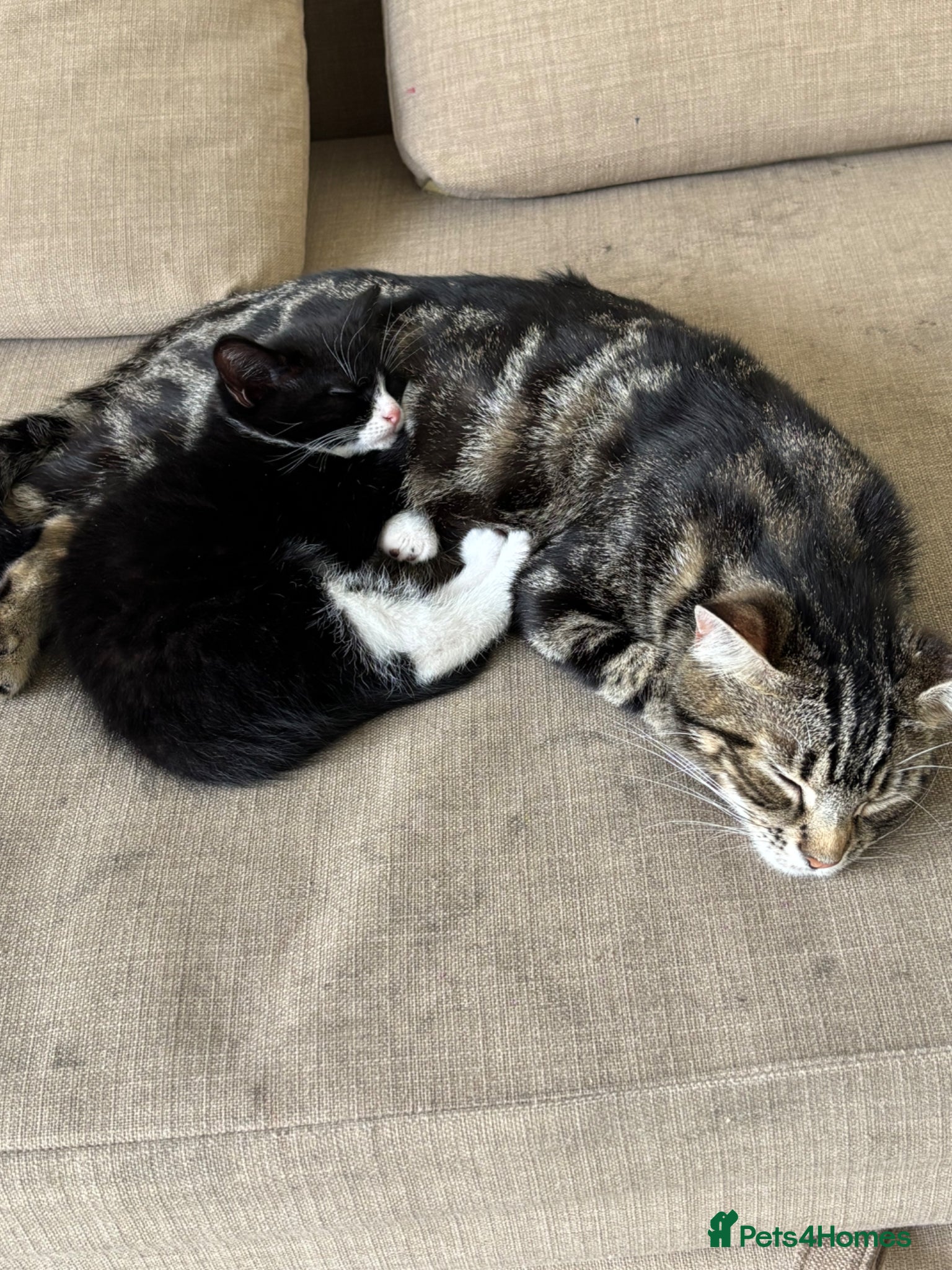 Domestic Shorthair cats for sale: 3 Kittens Looking For Forever Homes in Leiston - Advert 4