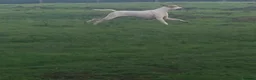 Pointer dogs for sale: 11 month pointer bitch for sale - Advert 3