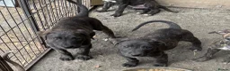 Lurcher dogs for sale: x2 Beautiful Boy Lurcher Puppies  - Advert 16
