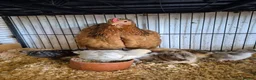 Chickens poultry for sale: Hen and 7 chicks for sale - Advert 3