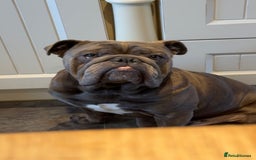 English Bulldog dogs for stud: HEALTH TESTED CLEAR & BOAS GRADED ZERO KC REG in Doncaster - Image 24
