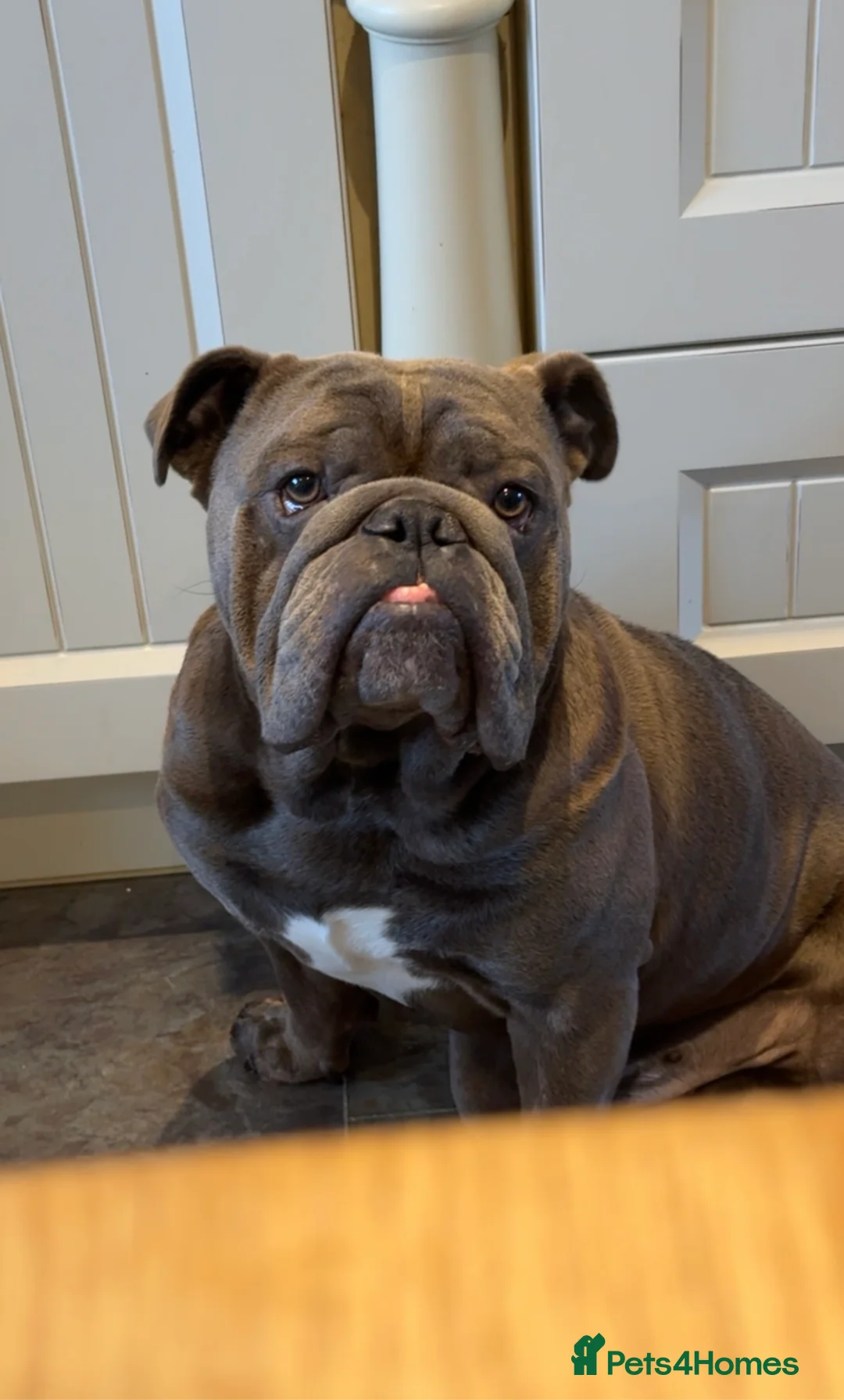 English Bulldog dogs for stud: HEALTH TESTED CLEAR & BOAS GRADED ZERO KC REG in Doncaster - Advert 24