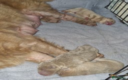 Shar Pei dogs for sale: Male Shar peis - Image 8
