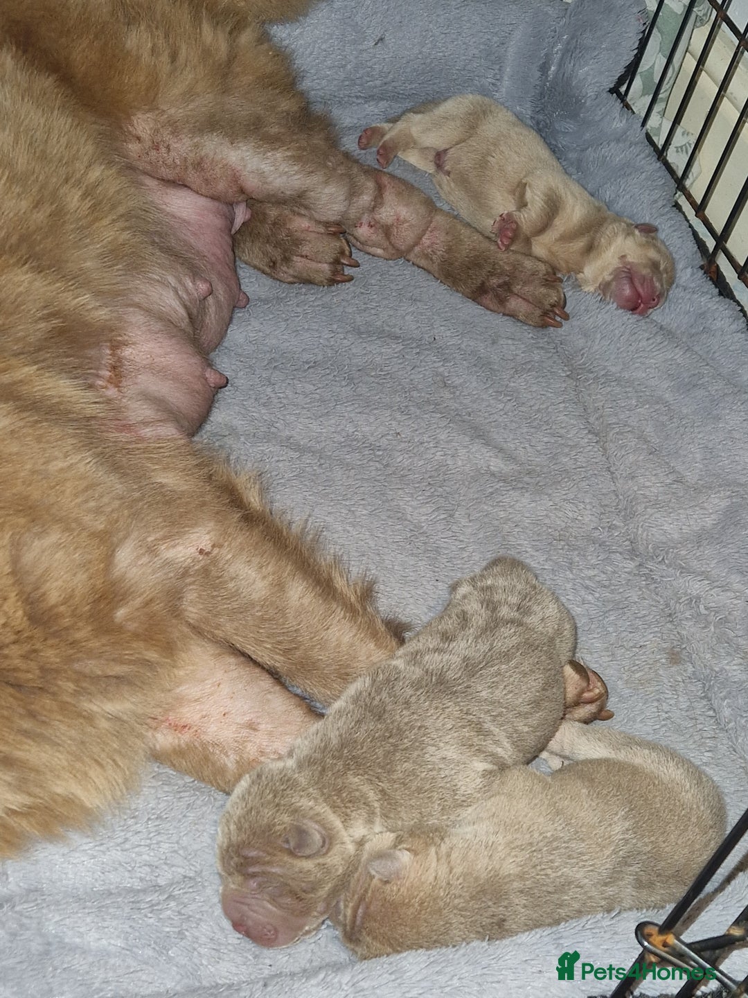 Shar Pei dogs for sale: Male Shar peis - Image 8