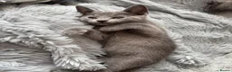 Russian Blue cats for sale: GCCF registered kitten - Advert 4