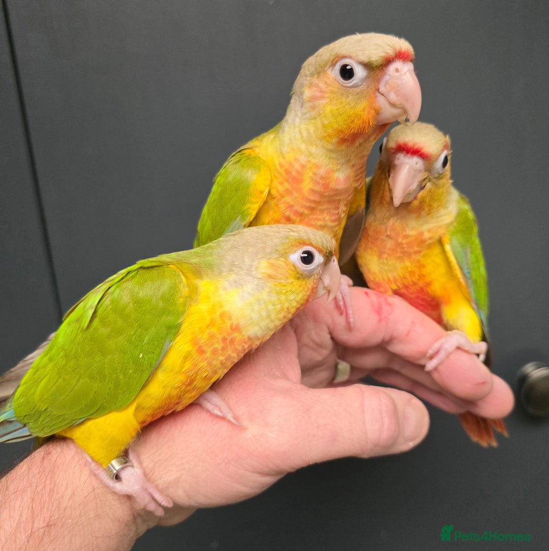 Conures birds for sale: Stunning Handreared Baby Conures!!! - Advert 1