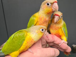 Conures birds Stunning Handreared Baby Conures!!! - Advert 7
