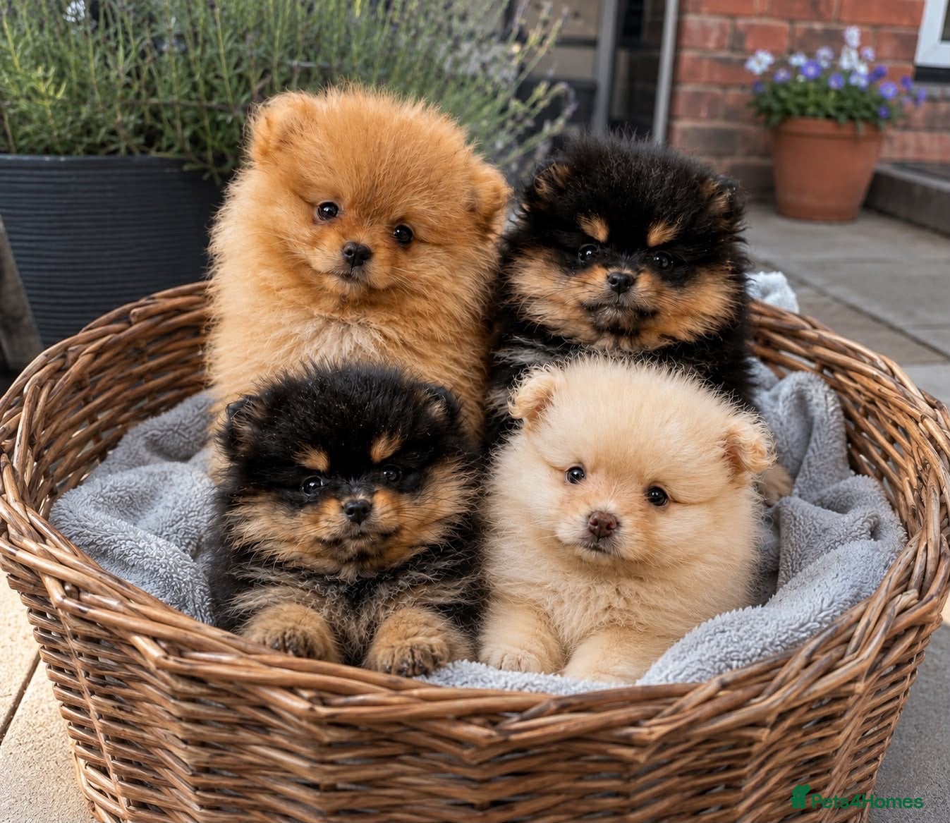 Pomeranian dogs Gorgeous Pomeranians READY THIS WEEK!  - Advert 4