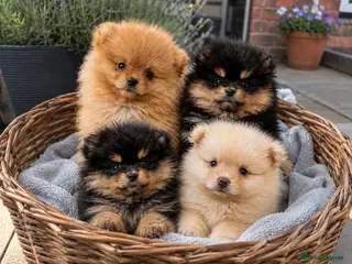Pomeranian dogs Gorgeous Pomeranians READY THIS WEEK! - Advert 4