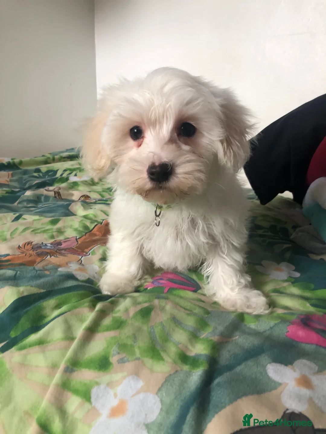 Maltese dogs for sale: Gorgeous Maltese puppies  - Advert 1
