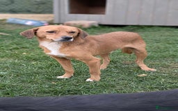 Mixed Breed dogs for adoption: Michael for adoption - Image 2