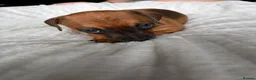 Mixed Breed dogs for sale: Miniature Dachshund cross puppies  - Advert 14