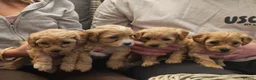 Maltipoo dogs for sale: Maltipoo Puppies for Sale - Advert 2