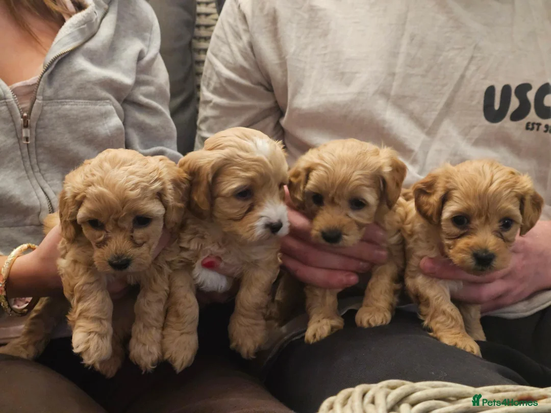 Maltipoo dogs for sale: Maltipoo Puppies for Sale - Advert 2