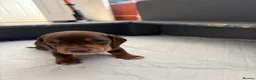 Miniature Dachshund dogs for sale: 🐶🐶🐶❤️❤️❤️❤️miniature Daschund puppies for sale  - Advert 13
