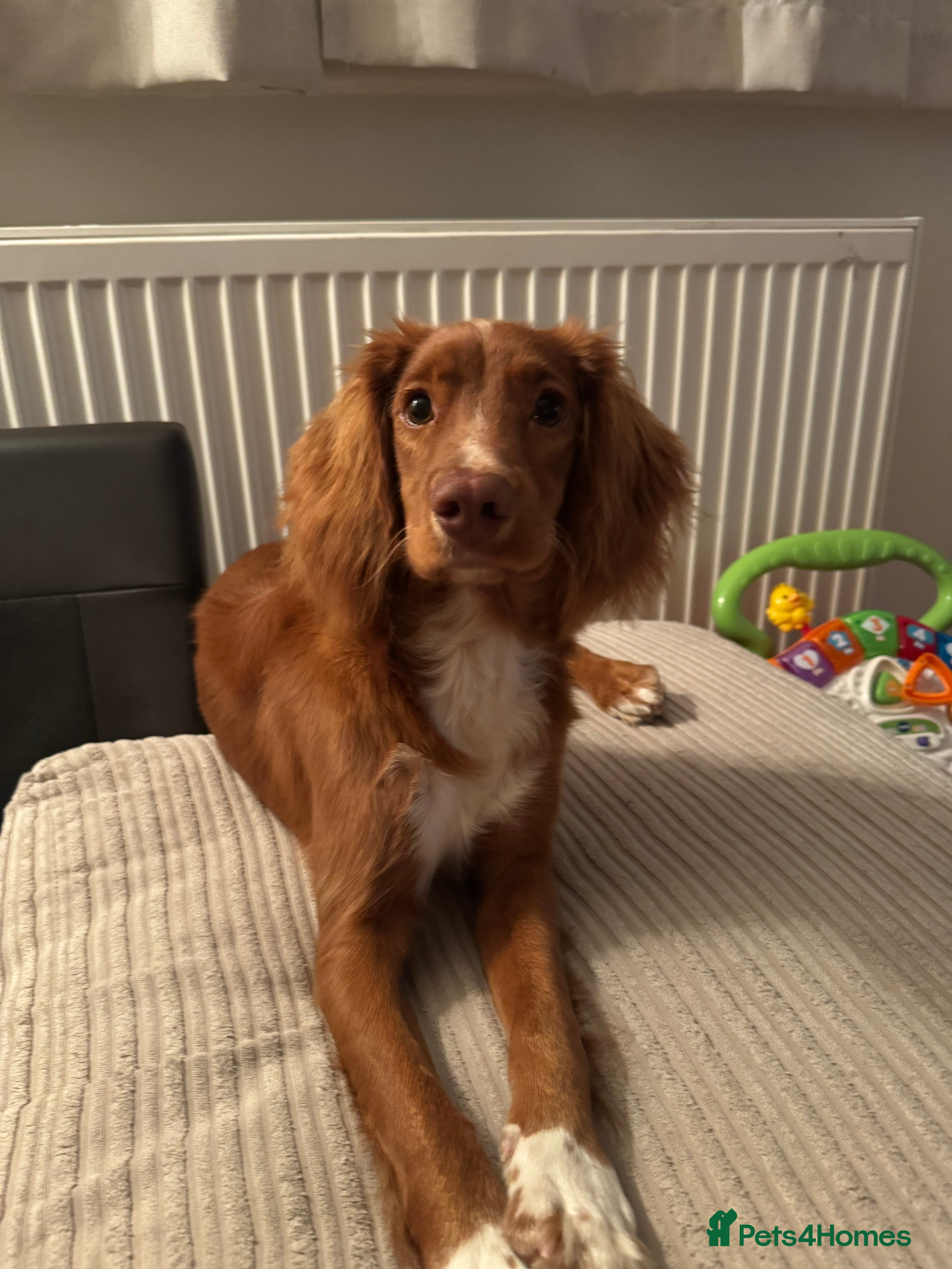 Cocker Spaniel dogs Buddy 8 month old Cocker Spaniel - Advert 17