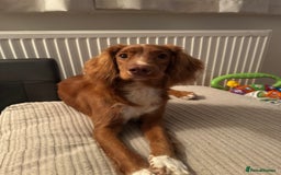 Cocker Spaniel dogs for sale: Buddy 8 month old Cocker Spaniel - Image 1