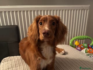 Cocker Spaniel dogs Buddy 8 month old Cocker Spaniel - Advert 15