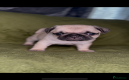 Pug dogs for sale: 3 beautiful pugs looking for there forever home - Image 8