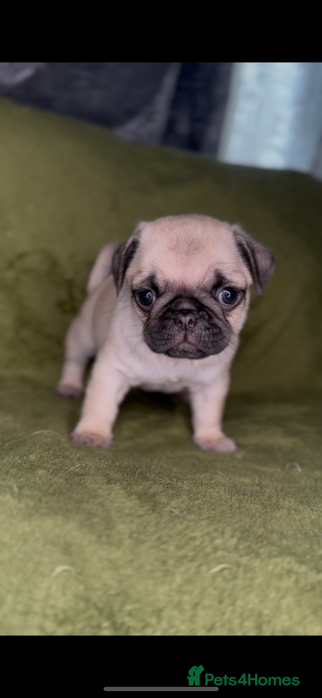 Pug dogs for sale: 3 beautiful pugs looking for there forever home - Image 8
