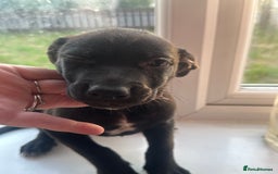 Mixed Breed dogs for sale: Staffy x Belgian Malinos  - Image 35