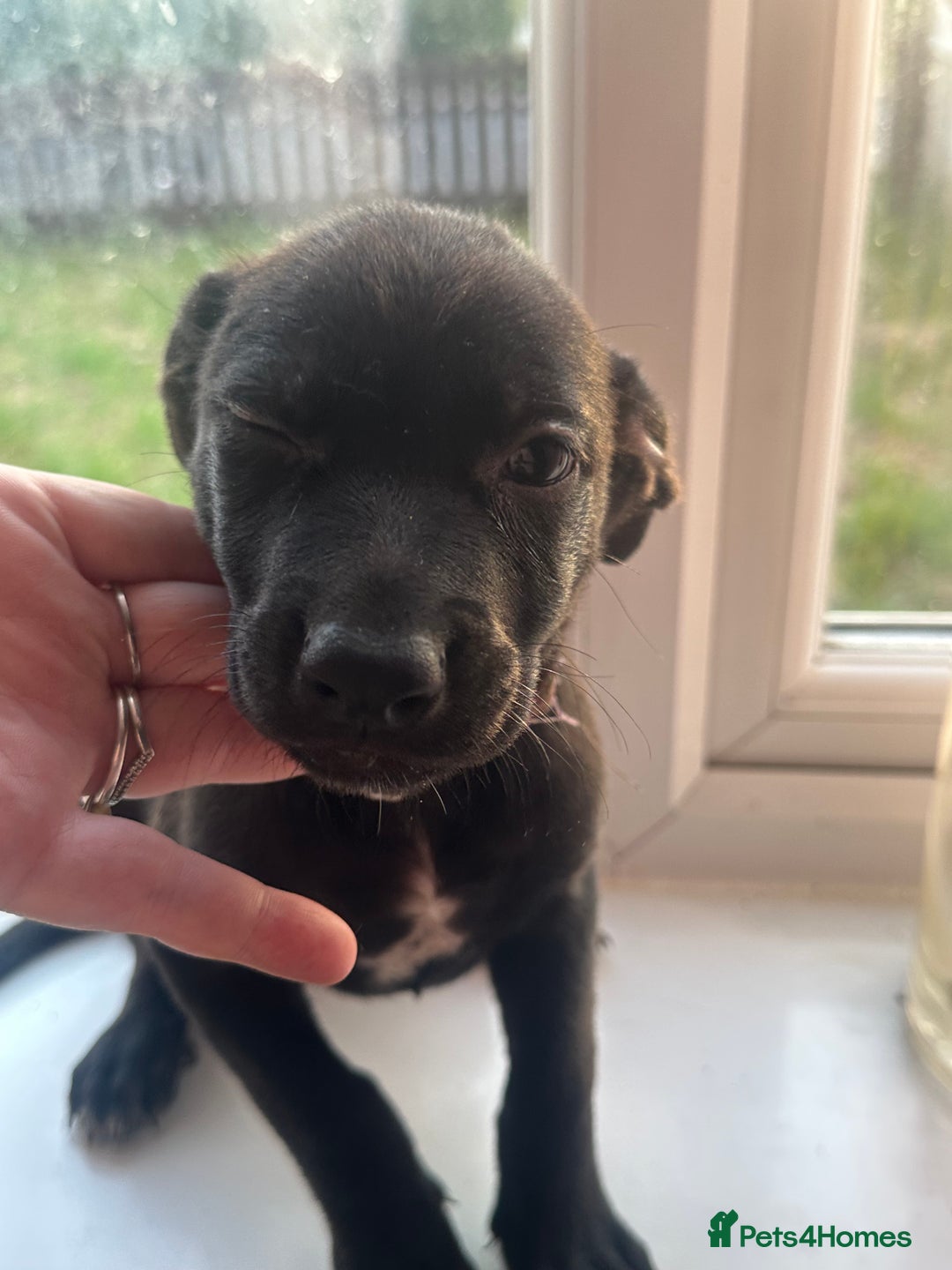 Mixed Breed dogs for sale: Staffy x Belgian Malinos  - Image 35