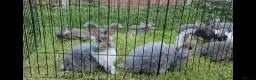 Angora rabbits for sale: 💜 Beautiful English Angora rabbits 💜 ready now  - Advert 3