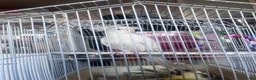 Cockatiels birds for sale: Albino Cockatiel  - Advert 4