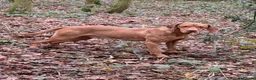 Hungarian Vizsla dogs for stud: Hungarian Import Available For Stud - Advert 3