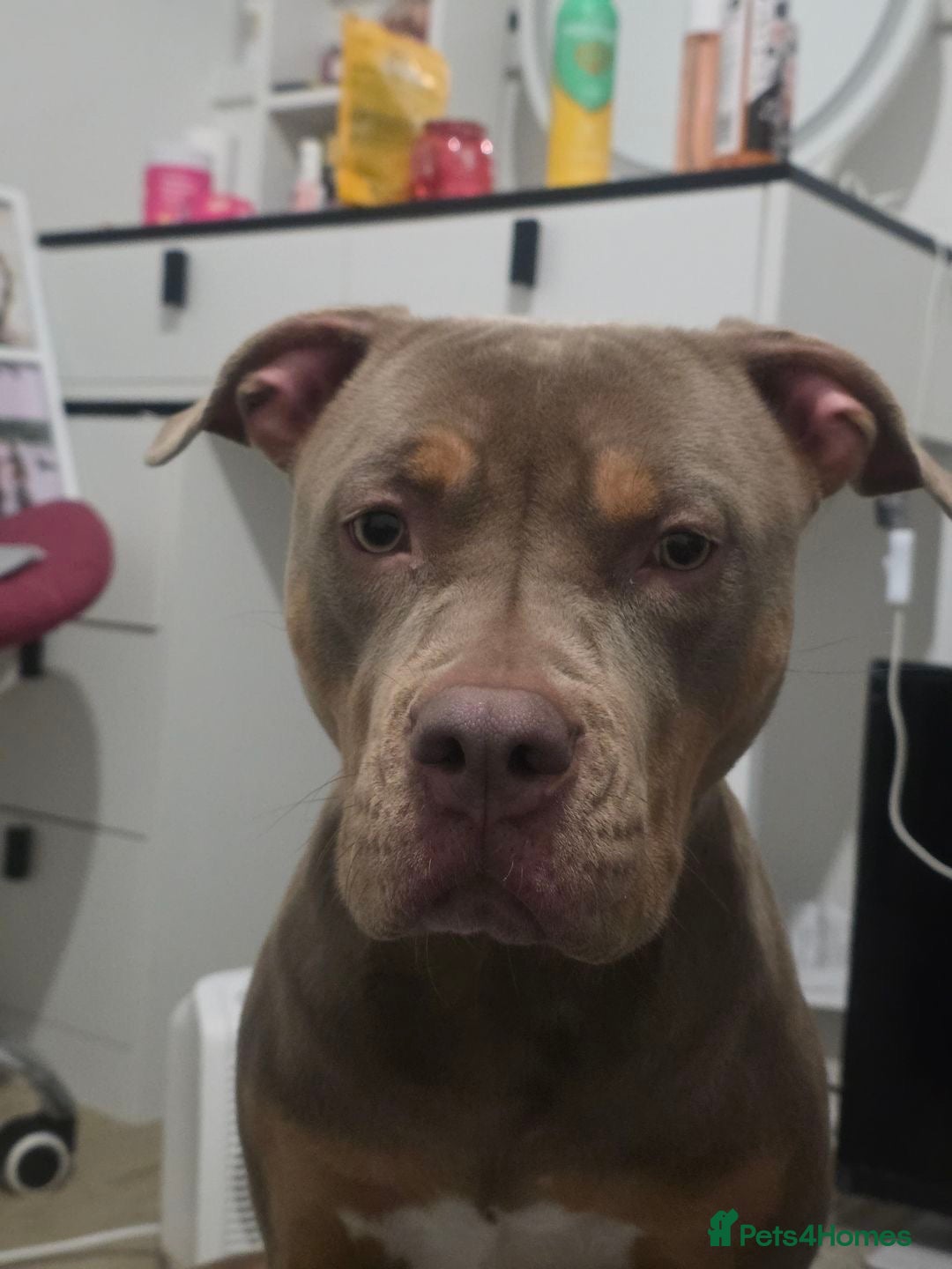 Mixed Breed dogs for sale: My name is Nova.    please adopt me  - Advert 3