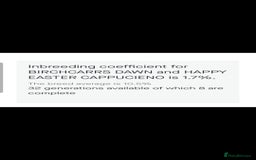 Cocker Spaniel dogs for sale: Kc registered show type puppies - Image 7