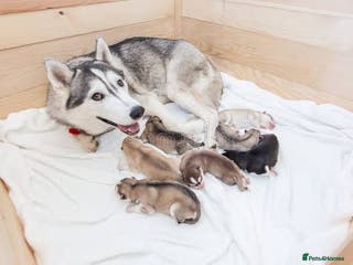 Shepsky dogs 14 week old husky cross German shepard male - Advert 1