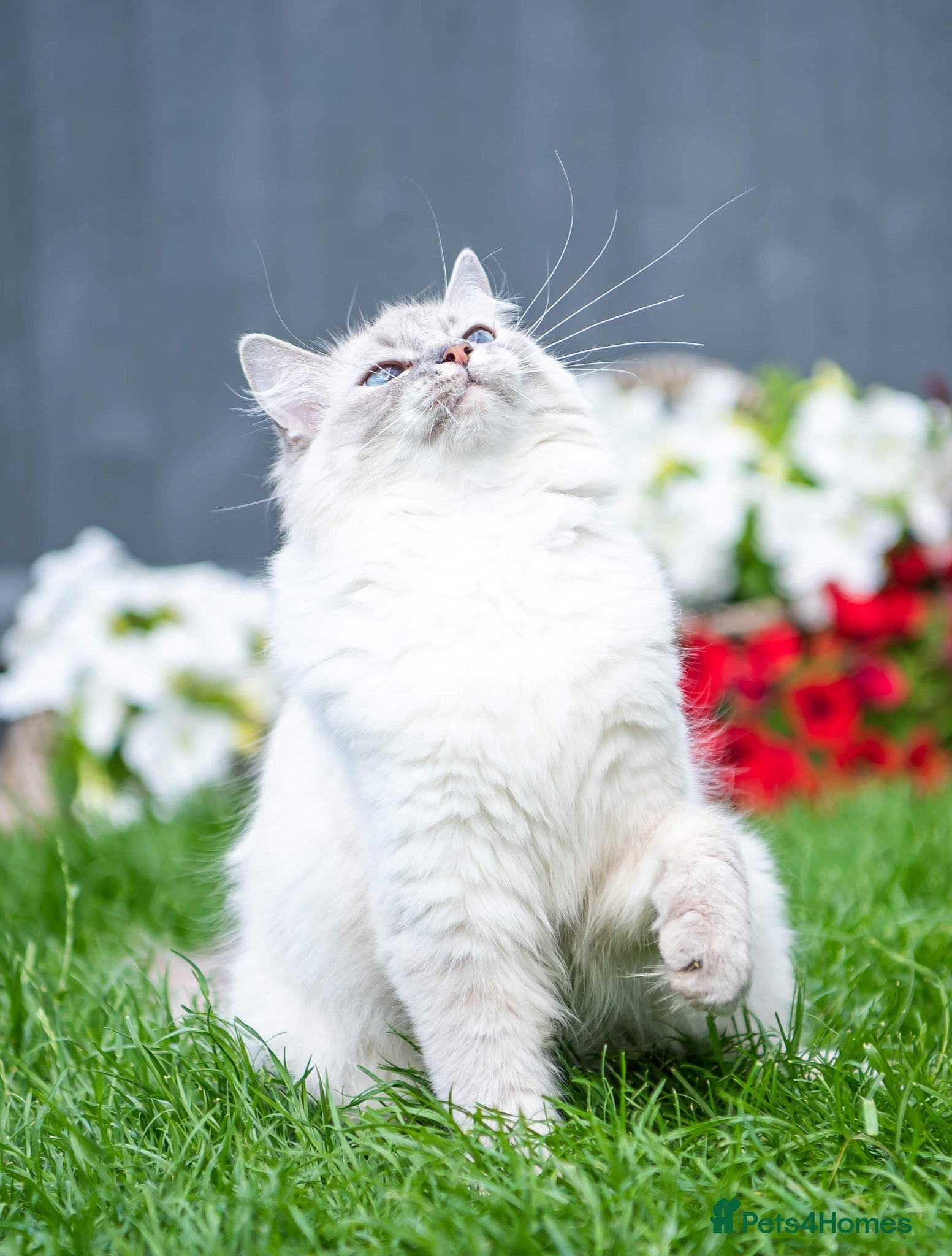 Ragdoll cats Ragdoll girl for rehoming  - Advert 1