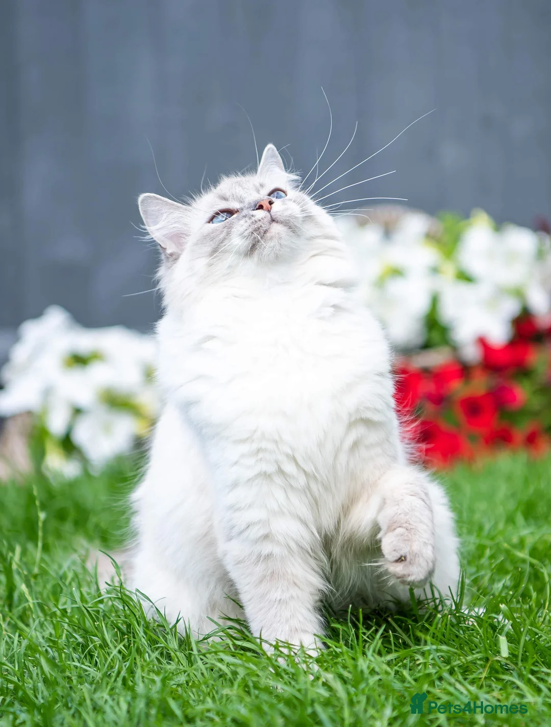 Ragdoll cats for sale: Ragdoll girl for rehoming  - Advert 1