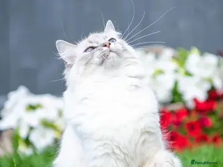 Ragdoll cats for sale: Ragdoll girl for rehoming - Advert 1