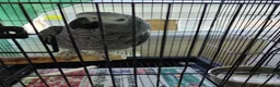Parrots birds for sale: Baby African Gray  - Advert 7