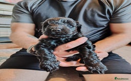 Mixed Breed dogs for sale: 5 Beautiful cocker poochon puppies for sale 😍 - Image 10