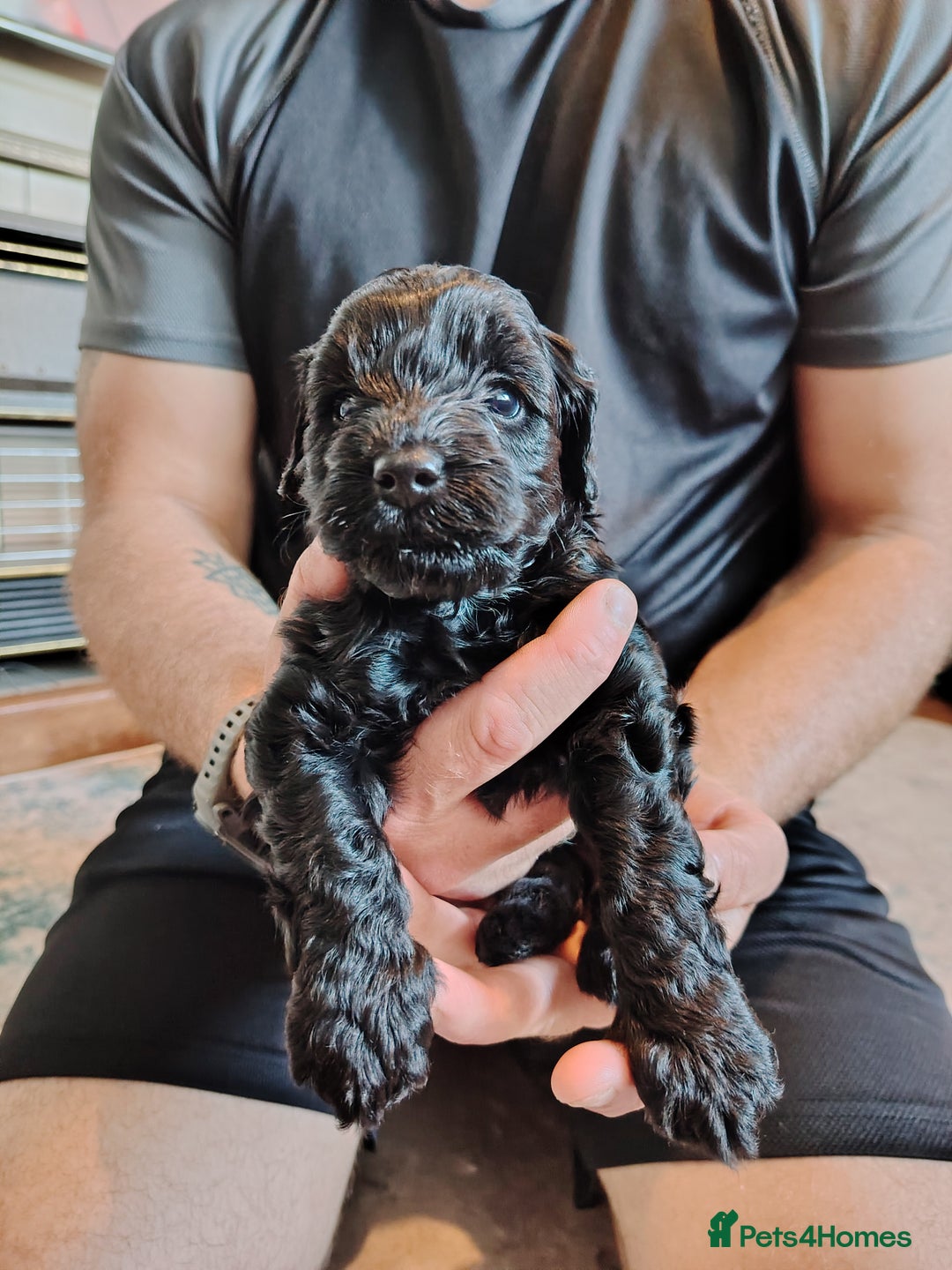 Mixed Breed dogs for sale: 5 Beautiful cocker poochon puppies for sale 😍 - Image 10
