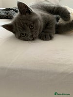 British Shorthair cats British Shorthair Blue Kittens 💛 Raised with Love - Advert 1