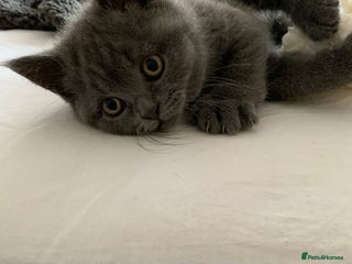 British Shorthair cats British Shorthair Blue Kittens 💛 Raised with Love - Advert 4