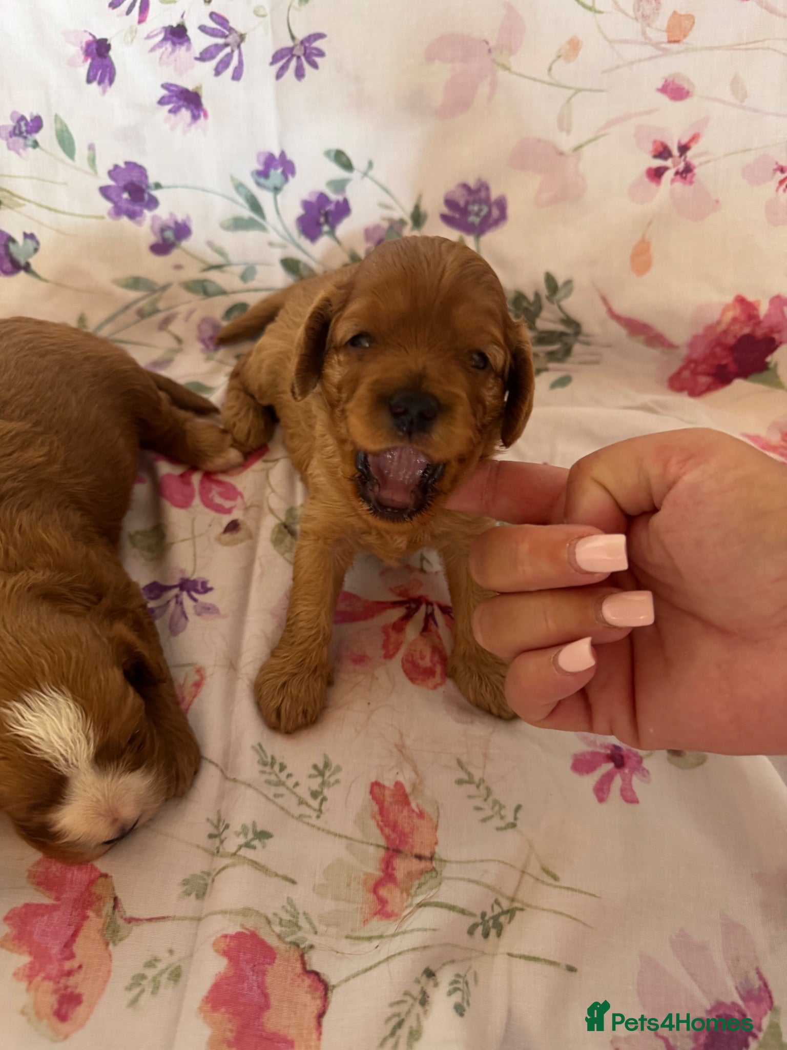 Cavapoo dogs beautiful female cavapoo - Advert 1