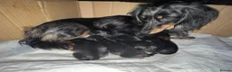 Miniature Dachshund dogs for sale: **Mini Dachshunds KC Long Haired** in Bradford - Advert 28