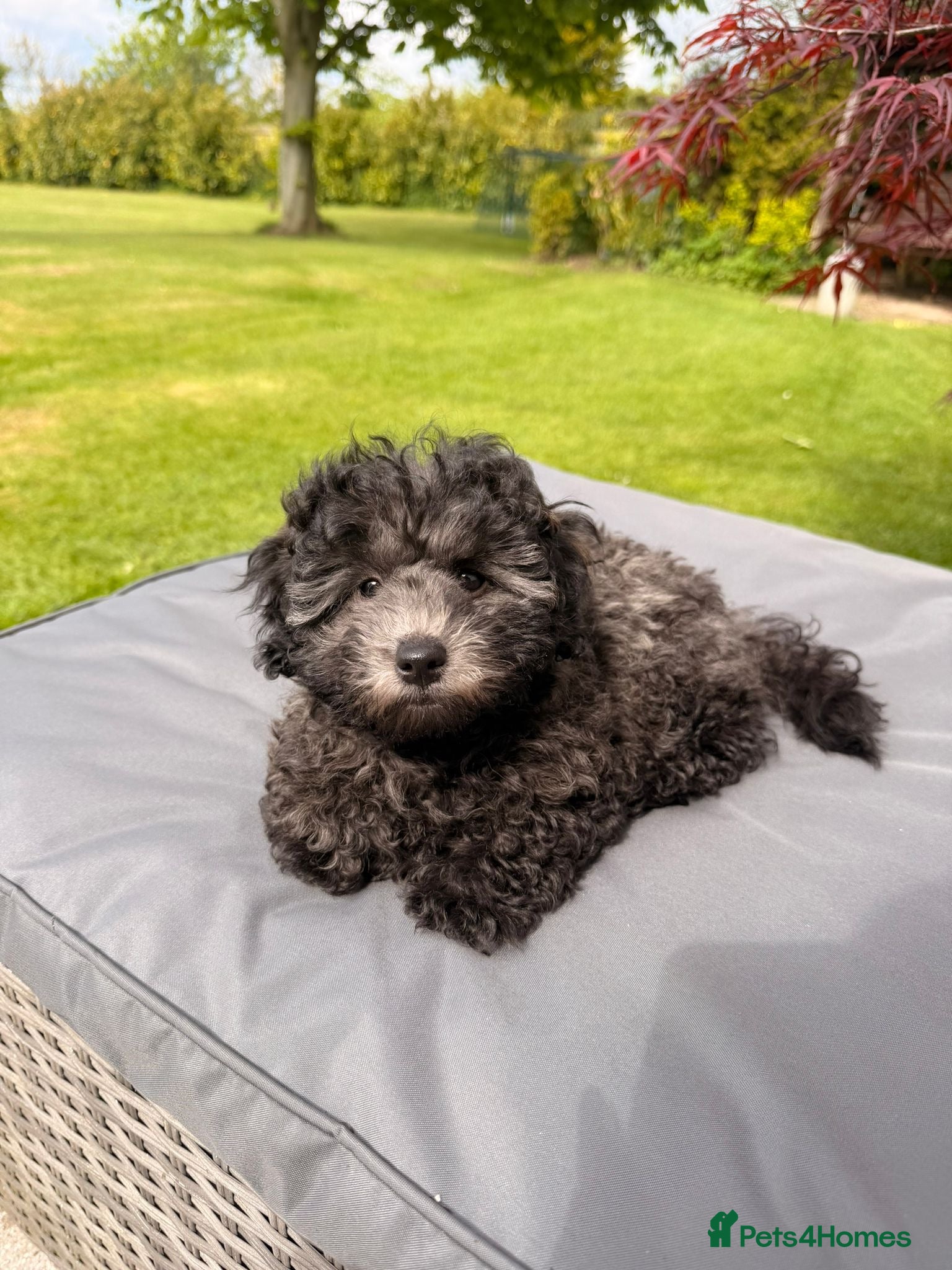 Cavapoochon dogs Handsome toy Cavapoochon puppy - Advert 3