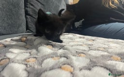 Mixed Breed cats for sale: 2 male kittens for sale  - Image 5