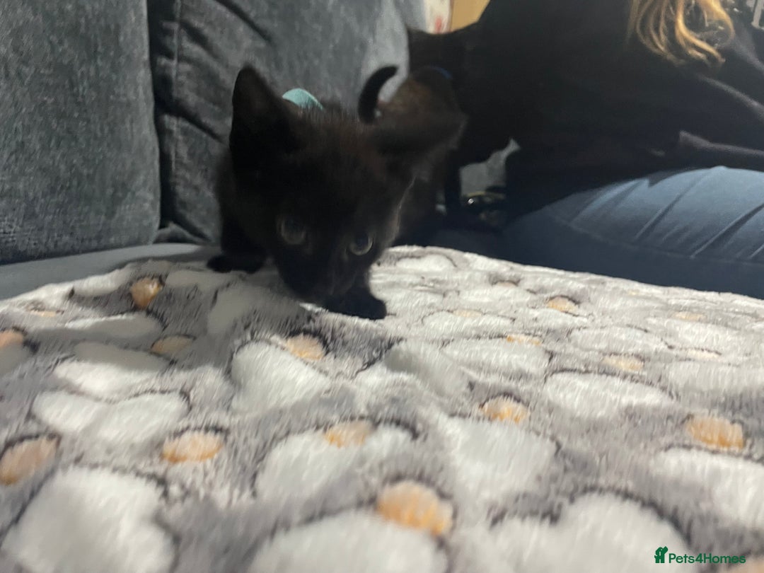Mixed Breed cats for sale: 2 male kittens for sale  - Image 5
