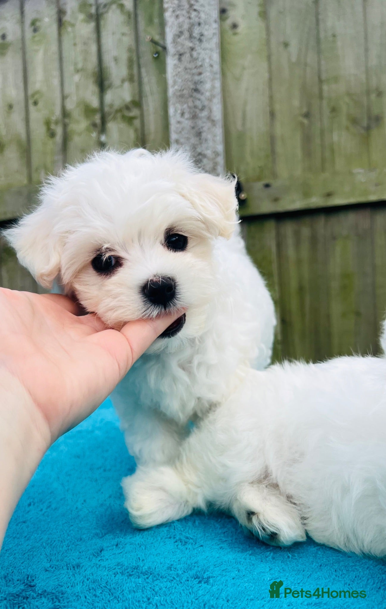 Maltese dogs Maltese -small size hypoallergenic-3 boys one girl - Advert 12