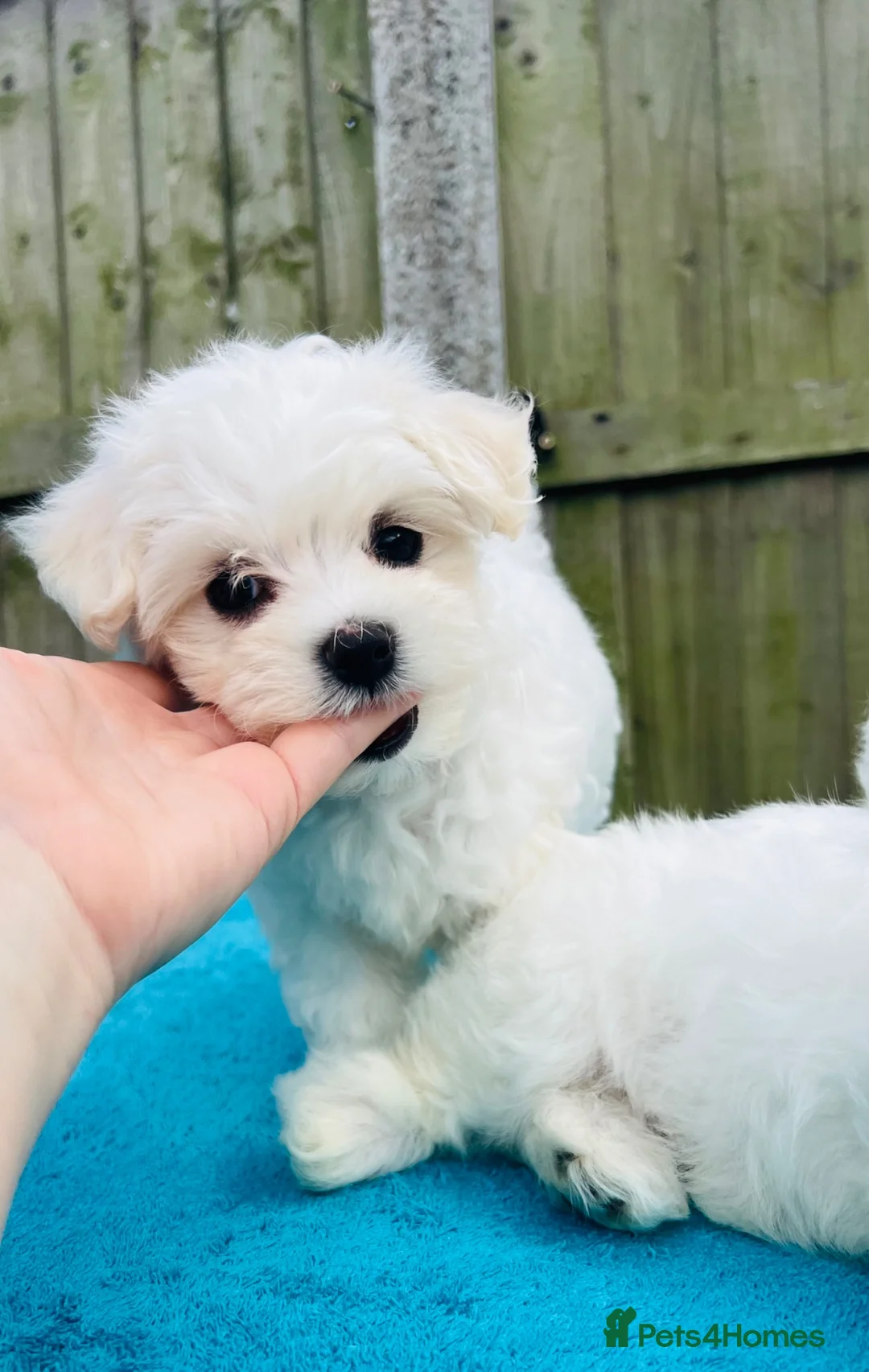 Maltese dogs for sale: Maltese -small size hypoallergenic-3 boys one girl - Advert 1
