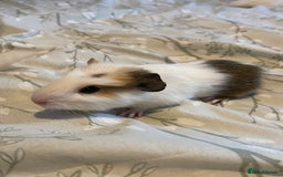 Guinea Pig rodents for sale: Guinea pigs  - Image 10